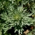 Artemisia vulgaris 'Barber Eye' -- Beifuß